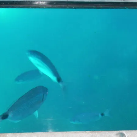 Independante Climatisee, Cuisine D'ete, Piscine Sartène
